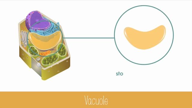 Unique Features of Plant Cells смотреть онлайн