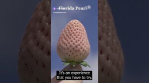 Клубника  Флорида перл