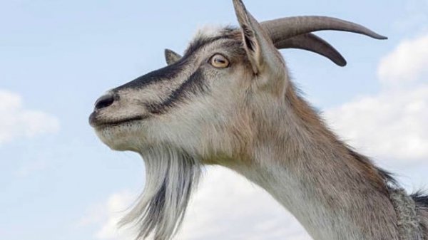 Козёл🐐🐐Звуки и фотографии козла