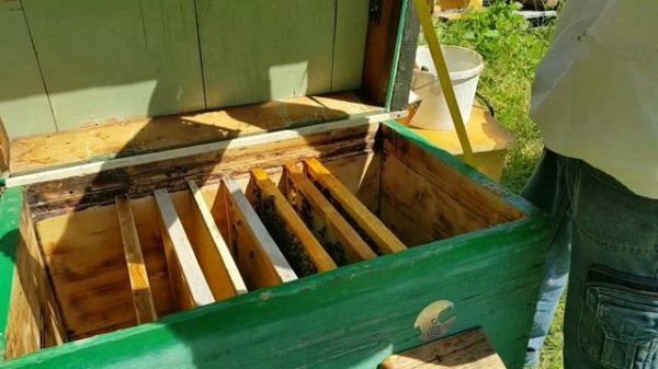 Пчелы не приняли маток. Начало лета. Медосбор.