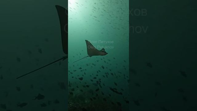 Мальдивы. Maldives. 马尔代夫。 смотреть онлайн