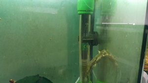 Карликовые лягушки. Гименохирус. Размножение. День 1: Спаривание и икра.