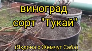 сорт винограда «ТУКАЙ»