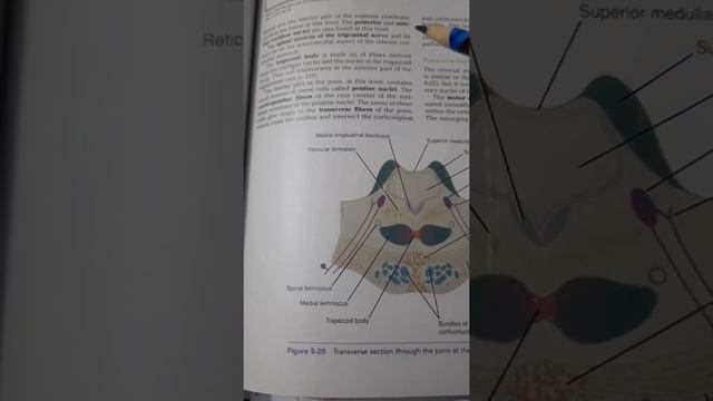 Pons | Neuroanatomy | Part 2 #anatomy #neurology #Pons смотреть онлайн