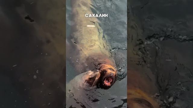 В нашей стране нечего смотреть, говорили они)) ага, конечно)😅