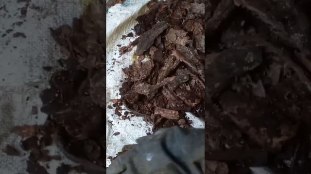 DRIED CACAO FRUIT AS FERTILIZER.Vlog#565#driedcacao#short#fertilizer#plant#agriculture#pongsetras смотреть онлайн