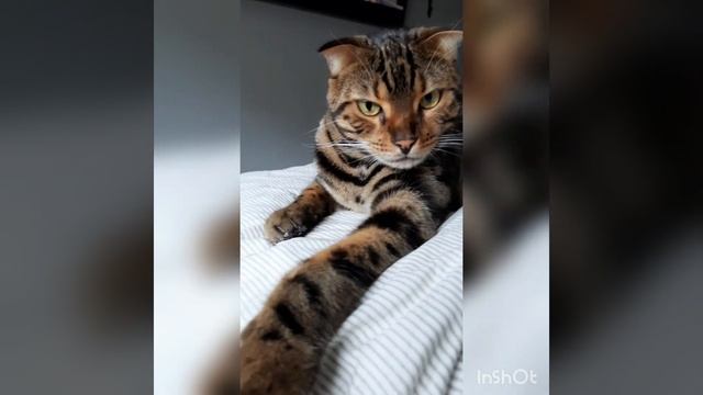 Король диких кошек смотреть онлайн