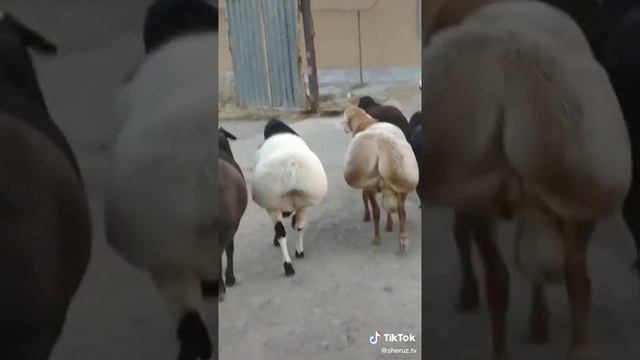 Чё за порода смотреть онлайн