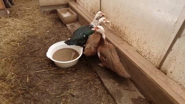 8) 22 06 17 утки индоутки деревня смотреть онлайн