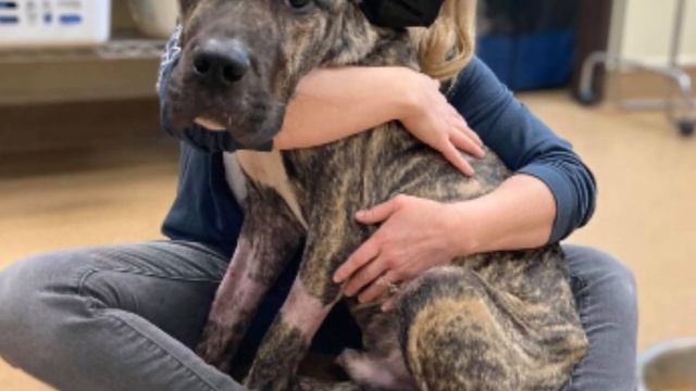 Американская семья обнаружила крайне истощённую собаку, он едва держался на ногах смотреть онлайн