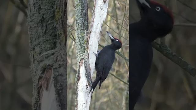 Woodpecker Pecking ASMR #amazing #asmr #shorts(3) смотреть онлайн