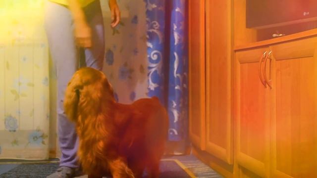 Видео-урок по команде 