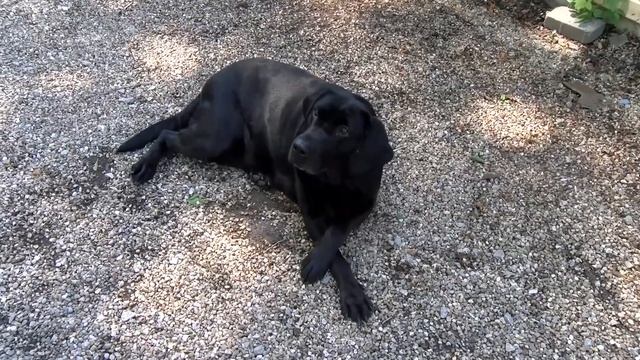 Adoptable Pet of the Week - Zira Revisited смотреть онлайн