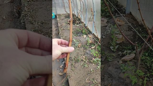 Обрезка и формирование винограда осенью смотреть онлайн