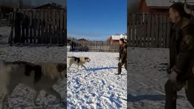 Здоровый,злой алабай становится игривым когда отпускаешь с цепи смотреть онлайн