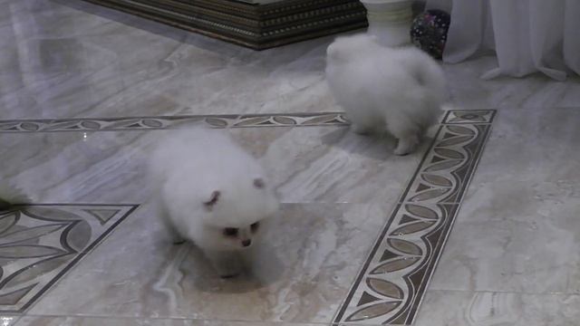 Две девочки / Two girls-puppies / Celebrity Dog Kennel смотреть онлайн