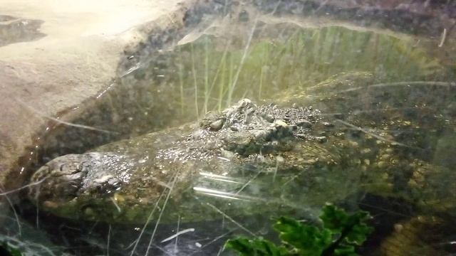 Московский зоопарк. Сиамский крокодил.