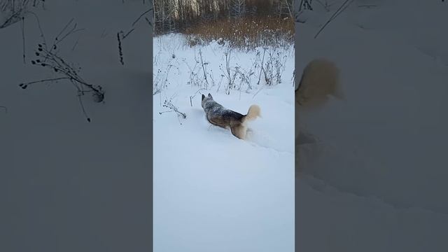 Сибирская хаски Умка зимняя собачка смотреть онлайн