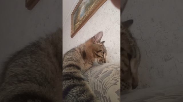 морда смотреть онлайн