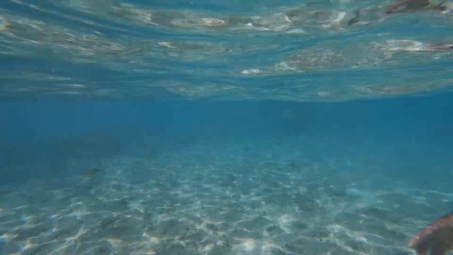 Swimming With Sharks And Rays In Bora Bora 2022