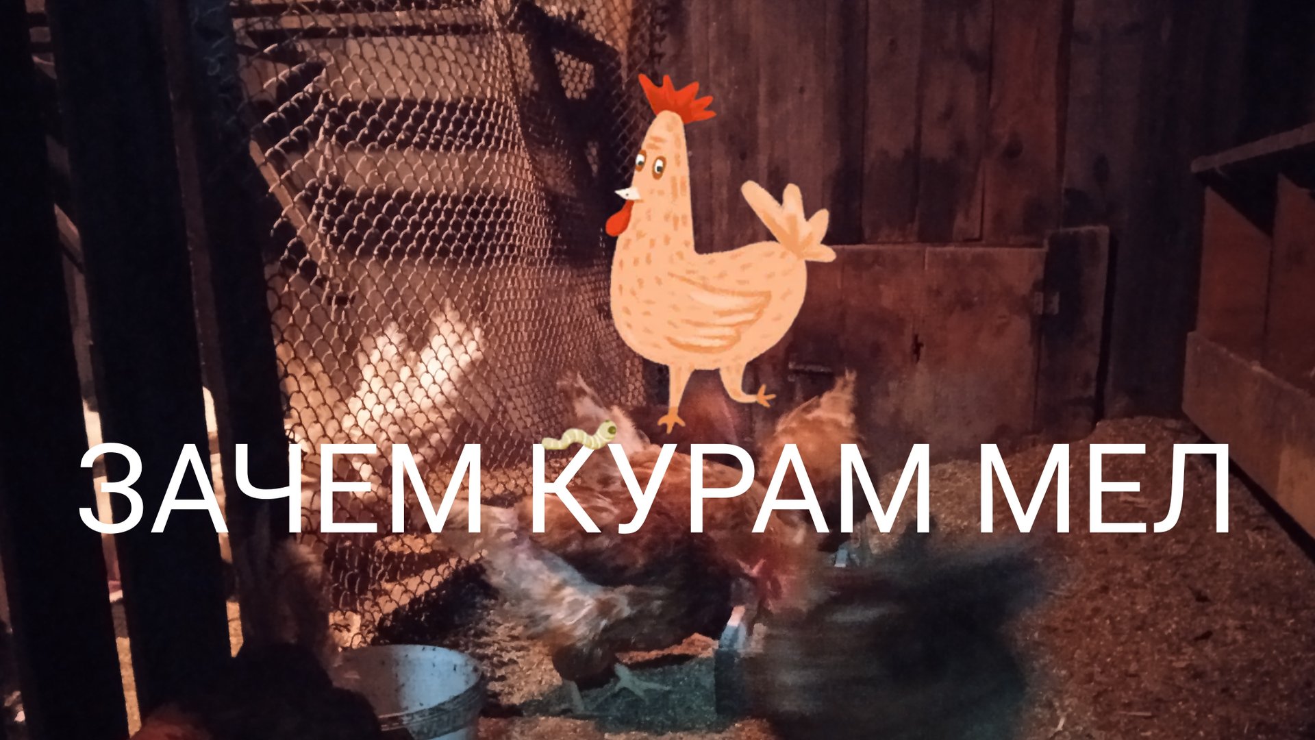 Зачем курам-несушкам мел и как часто давать его смотреть онлайн