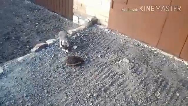 С Днем защиты детей! Ежик и кот смотреть онлайн