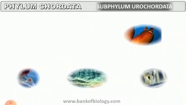 Phylum chordata (Animal Kingdom)by Deepti Joshi, KVM Public School, Haldwani смотреть онлайн