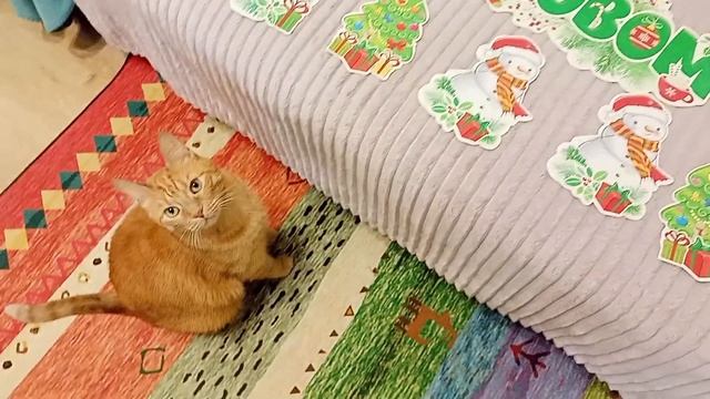 🎄🍊А вы любите холодец? смотреть онлайн