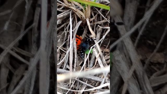 Нашел редкого красивого паука (Чёрный эрезус) смотреть онлайн