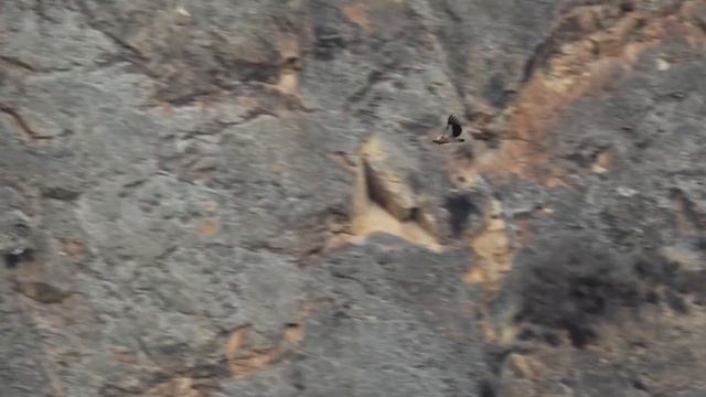 Кызыл китепке кирген Кыргызстандын канаттуулары