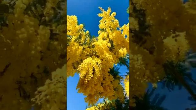 Мимоза смотреть онлайн
