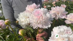 Alerti peony. Алерт пион. Пулков сад