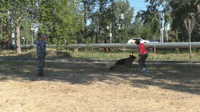 475. Подготовка к ОКД. Кобель, немецкая овчарка. смотреть онлайн