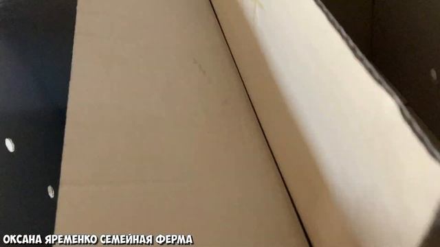 ИНКУБАЦИЯ / БРОЙЛЕР АРБОР / КРУПНОЕ ЯЙЦО смотреть онлайн