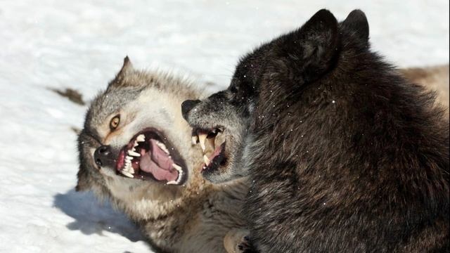 Восточный фронт. Глава 9. Звери? смотреть онлайн