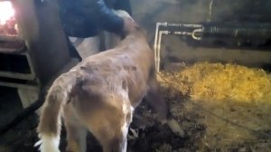 Выращиваем теленка 1 месяц. Кормление. Часть 2