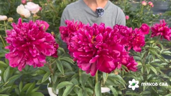 Освободителям Киева пион. Пулков сад