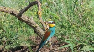 Голоса птиц - Золотистая щурка (лат. Merops apiaster)