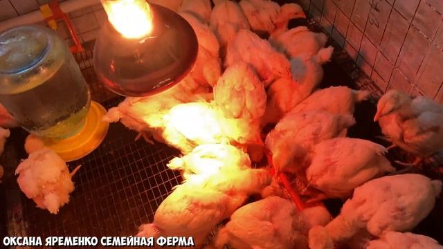 КОББ-500 / Вес цыплёнка в 2 недели / Кормление и содержание смотреть онлайн
