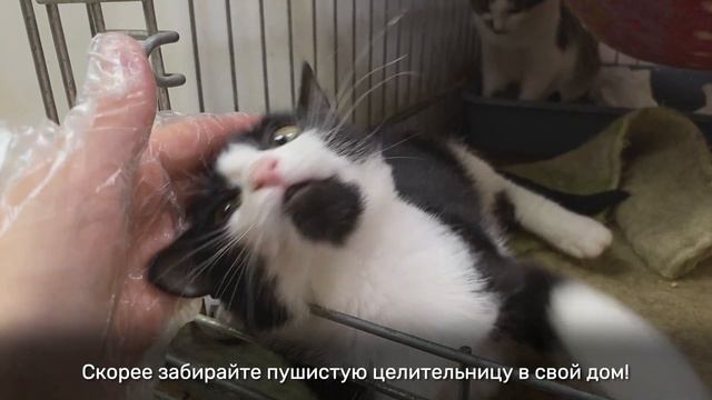 ПАТРИКИЯ смотреть онлайн