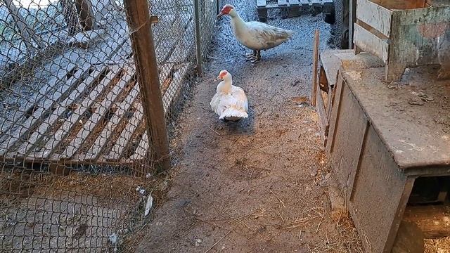 ЩО РОБИТИ ЩОБ КАЧКИ НЕ НЕСЛИСЬ В ОДНЕ ГНІЗДО? САМЕ ДІЄВЕ смотреть онлайн