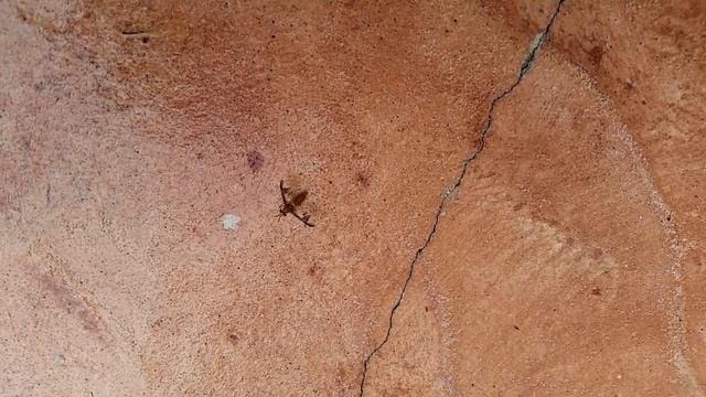 This Fly keeps attacking me смотреть онлайн