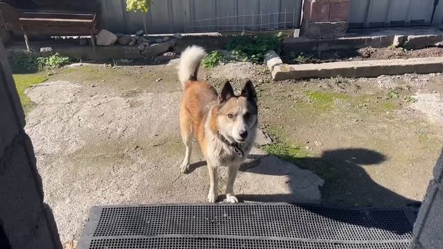 У настоящей хозяйки все кипит и бурлит 👏Ким Чи будет по казахский 😁 фунчоза /деликатес из баранины смотреть онлайн