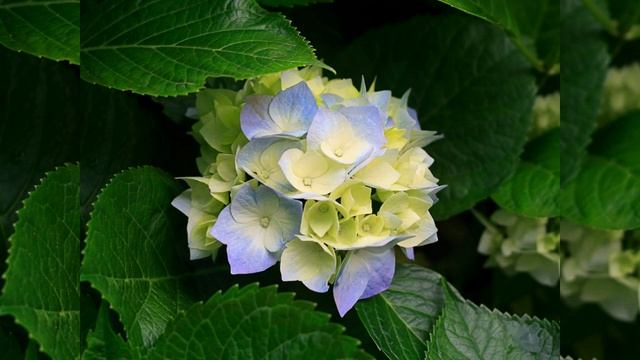 Top 40 Hits Of 1901 02 Sousa's Band American Patrol смотреть онлайн