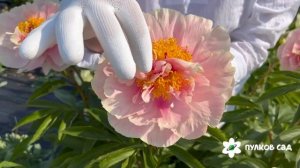 Triphene Parkin peony. Трифена Паркин пион. Пулков сад