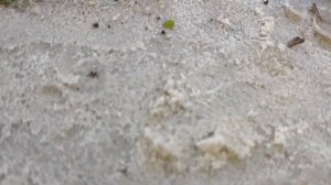 БАРБАРИС РАЗМНОЖЕНИЕ ЧЕРЕНКОМ