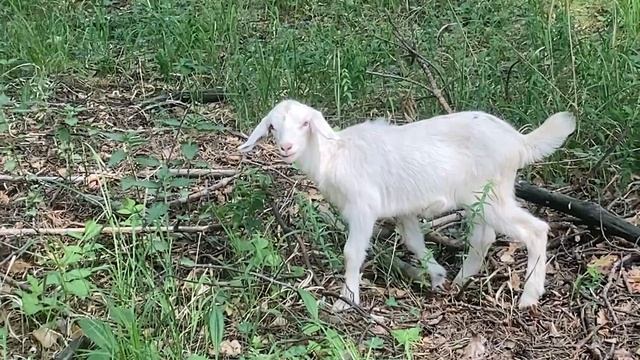 КОЗЫ, ТЕЛОЧКИ / ОТПУСТИЛА НА ВОЛЮ! смотреть онлайн