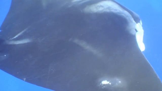 Manta Rays of Socorro Islands 2.wmv смотреть онлайн
