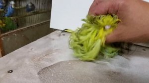 Волнистый попугай