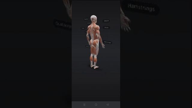 human muscular system | muscles biceps 💪 | muscular system | anatomy | 3rd dimensions смотреть онлайн